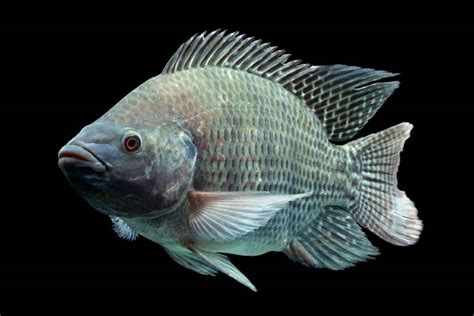peixe tilapia-1